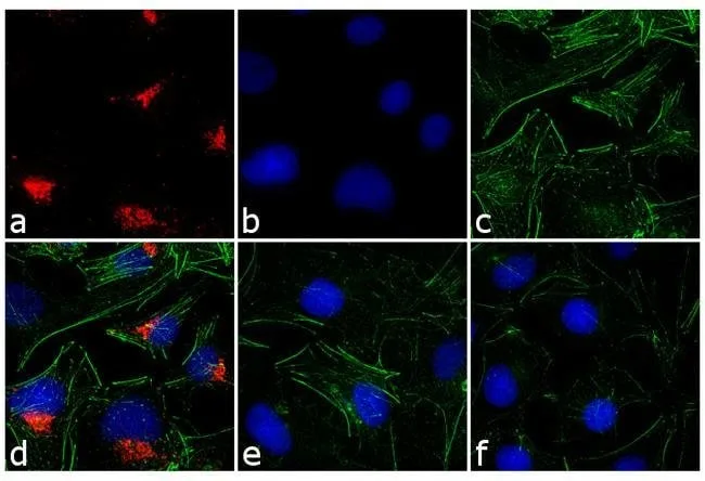 Thermo Fisher Scientific Goat anti-Rabbit IgG (H+L) Cross-Adsorbed Secondary Antibody, DyLight 550