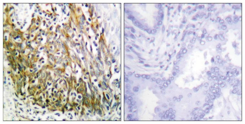 Merck Anti-MMP-10 antibody produced in rabbit