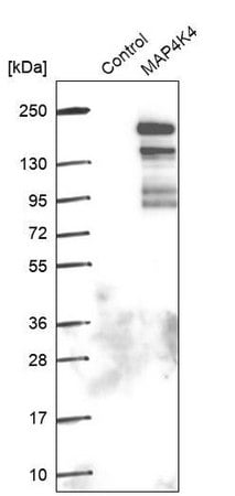 Merck Anti-MAP4K4 antibody produced in rabbit