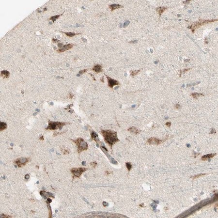 Merck Anti-NDFIP1 antibody produced in rabbit