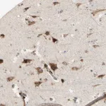 Merck Anti-NDFIP1 antibody produced in rabbit
