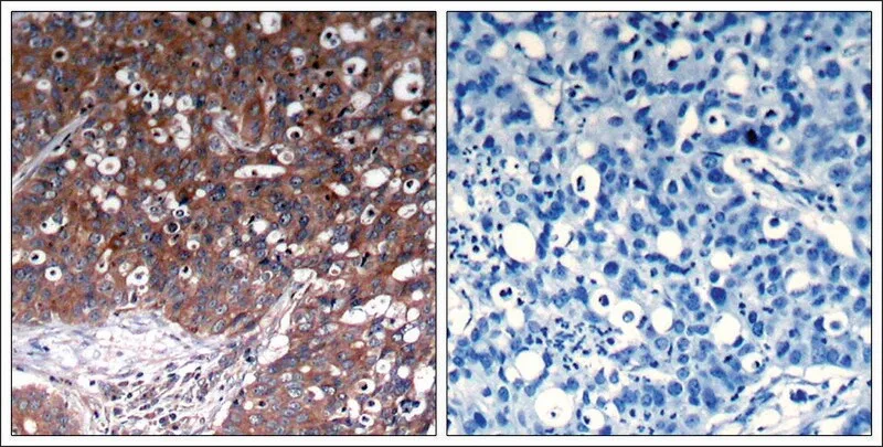 Merck Anti-IGF1R (Ab-1280) antibody produced in rabbit