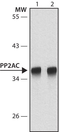 Merck Anti-PP2A, C subunit antibody, Mouse monoclonal