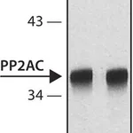 Merck Anti-PP2A, C subunit antibody, Mouse monoclonal