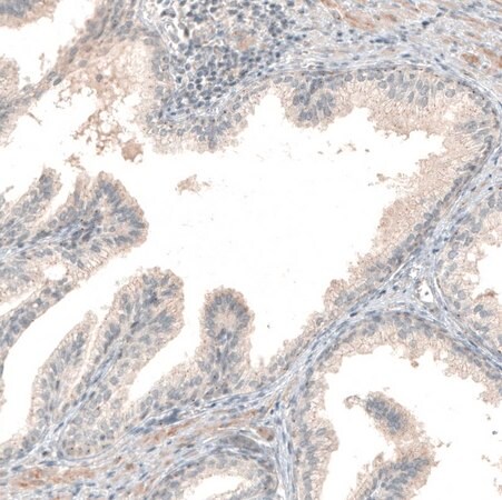 Merck Anti-NPRL3 antibody produced in rabbit