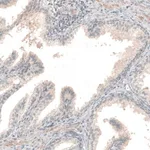 Merck Anti-NPRL3 antibody produced in rabbit
