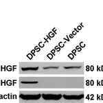 Thermo Fisher Scientific Goat anti-Mouse IgG (H+L) Superclonal Secondary Antibody, HRP