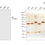 Thermo Fisher Scientific Goat anti-Human IgE Cross-Adsorbed Secondary Antibody, HRP