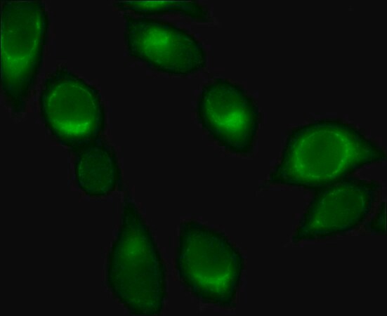 Merck Anti-Rab32 antibody produced in rabbit