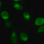 Merck Anti-Rab32 antibody produced in rabbit