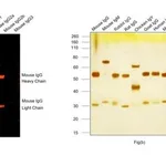 Thermo Fisher Scientific Donkey anti-Mouse IgG (H+L) Highly Cross-Adsorbed Secondary Antibody, Alexa Fluor Plus 555