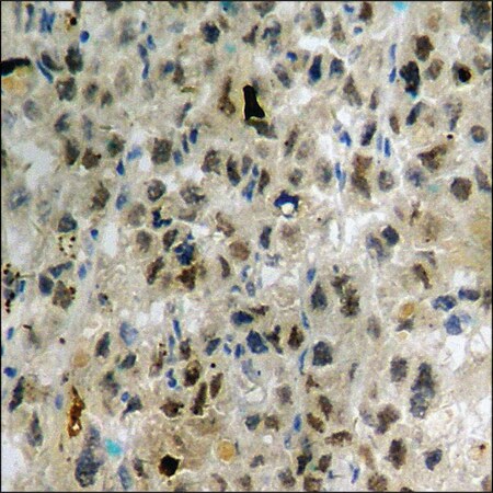 Merck Anti-phospho-ARHGDIA (pSer174) antibody produced in rabbit