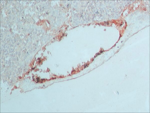 Merck Anti-Rabbit IgG (whole molecule) antibody produced in goat
