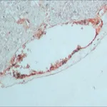 Merck Anti-Rabbit IgG (whole molecule) antibody produced in goat