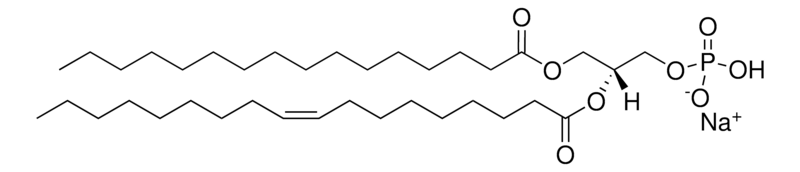 Merck Egg PA