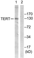 Merck ANTI-TELOMERASE