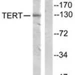 Merck ANTI-TELOMERASE