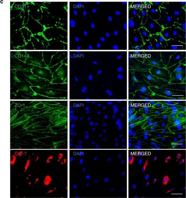 Thermo Fisher Scientific Donkey anti-Goat IgG (H+L) Cross-Adsorbed Secondary Antibody, Alexa Fluor 568