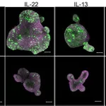 Thermo Fisher Scientific Goat anti-Mouse IgG (H+L) Highly Cross-Adsorbed Secondary Antibody, Alexa Fluor 647