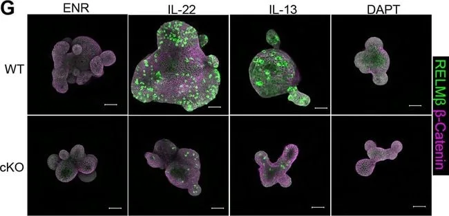 Thermo Fisher Scientific Goat anti-Mouse IgG (H+L) Highly Cross-Adsorbed Secondary Antibody, Alexa Fluor 647