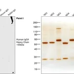 Thermo Fisher Scientific Mouse anti-Human IgG4 Fc Secondary Antibody, HRP