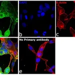 Thermo Fisher Scientific Donkey anti-Goat IgG (H+L) Cross-Adsorbed Secondary Antibody, DyLight 488