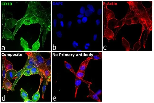 Thermo Fisher Scientific Donkey anti-Goat IgG (H+L) Cross-Adsorbed Secondary Antibody, DyLight 488