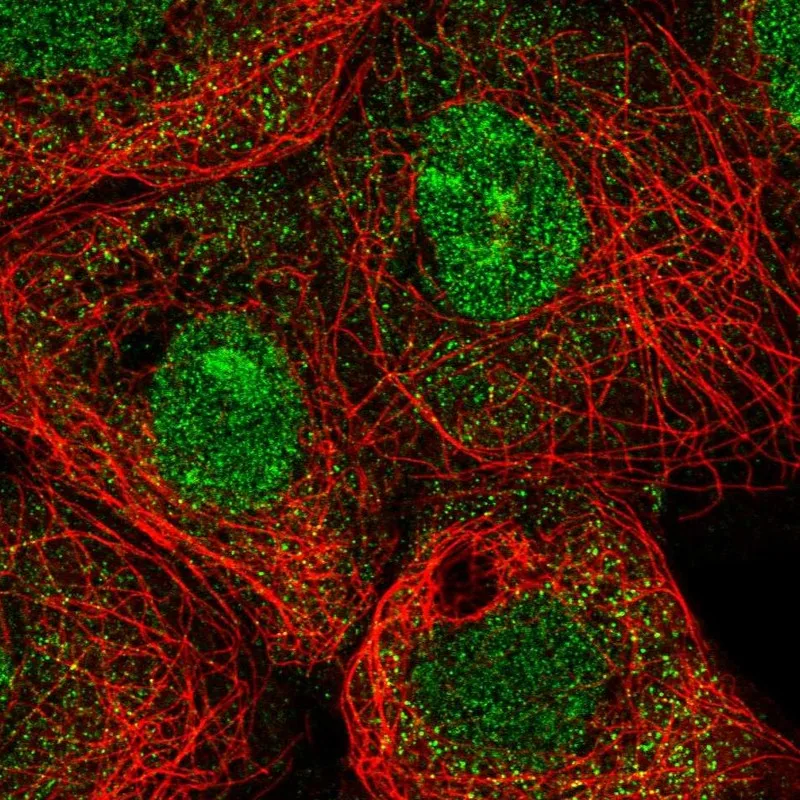 Atlas Antibodies Anti-MXI1 Antibody