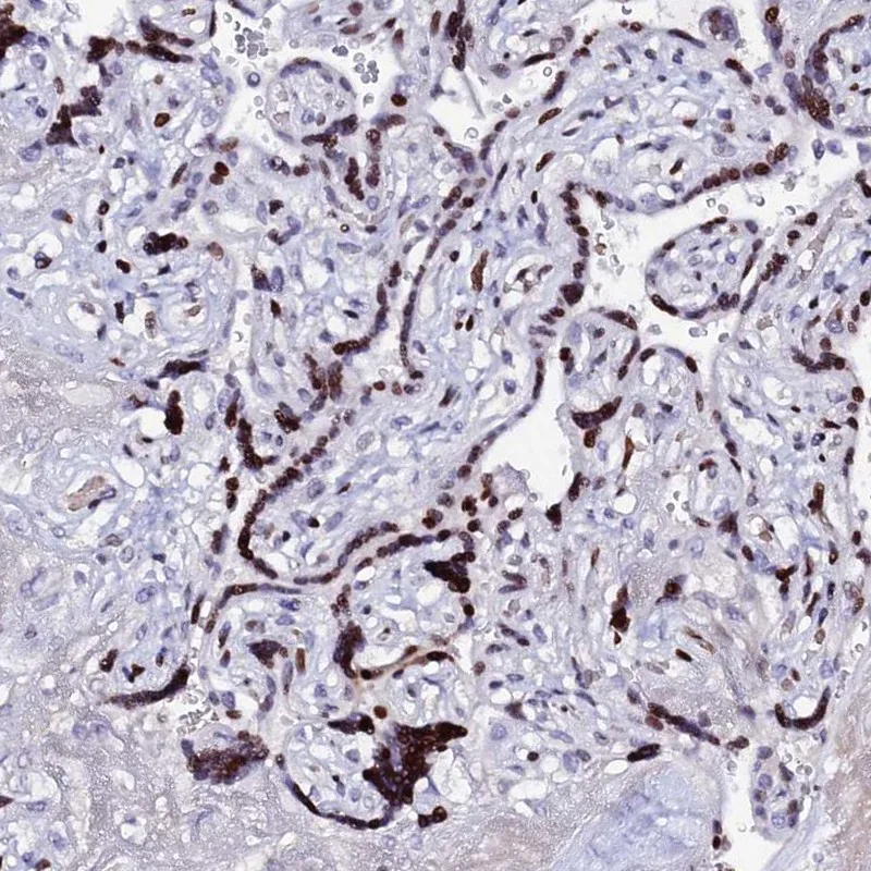 Atlas Antibodies Anti-MYNN Antibody