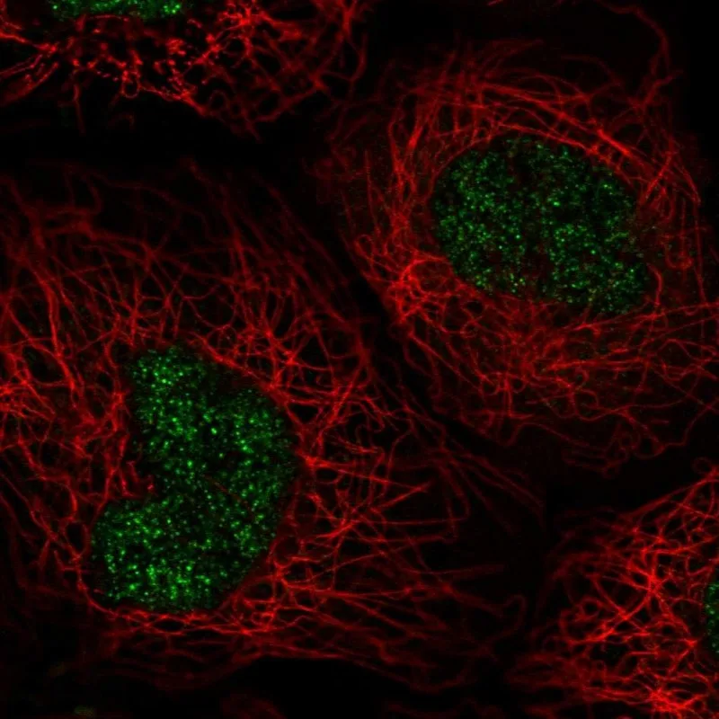 Atlas Antibodies Anti-NABP1 Antibody