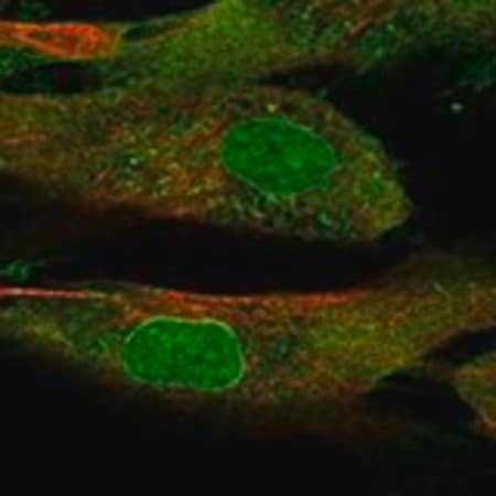 Merck Anti-SSC5D antibody produced in rabbit