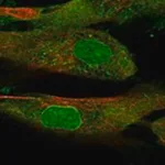 Merck Anti-SSC5D antibody produced in rabbit