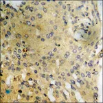 Merck Anti-phospho-PI3-kinase p85-alpha/gamma (pTyr467/199) antibody produced in rabbit