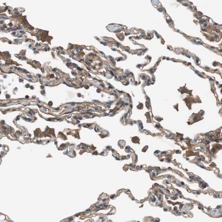 Merck Anti-DDAH2 antibody produced in rabbit