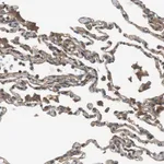Merck Anti-DDAH2 antibody produced in rabbit