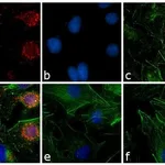 Thermo Fisher Scientific Goat anti-Rabbit IgG (H+L) Secondary Antibody, TRITC