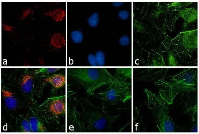 Thermo Fisher Scientific Goat anti-Rabbit IgG (H+L) Secondary Antibody, TRITC