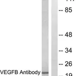 Merck Anti-VEGFB antibody produced in rabbit
