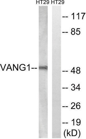 Merck Anti-VANGL1 antibody produced in rabbit
