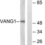 Merck Anti-VANGL1 antibody produced in rabbit