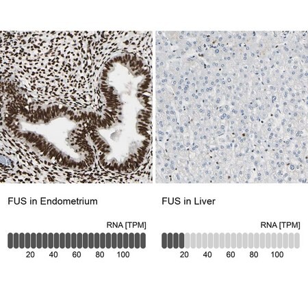 Merck Anti-FUS antibody produced in rabbit