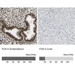 Merck Anti-FUS antibody produced in rabbit