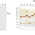 Thermo Fisher Scientific Goat anti-Human IgE Secondary Antibody, HRP