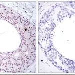 Merck Anti-phospho-RELA (p65/pThr254) antibody produced in rabbit