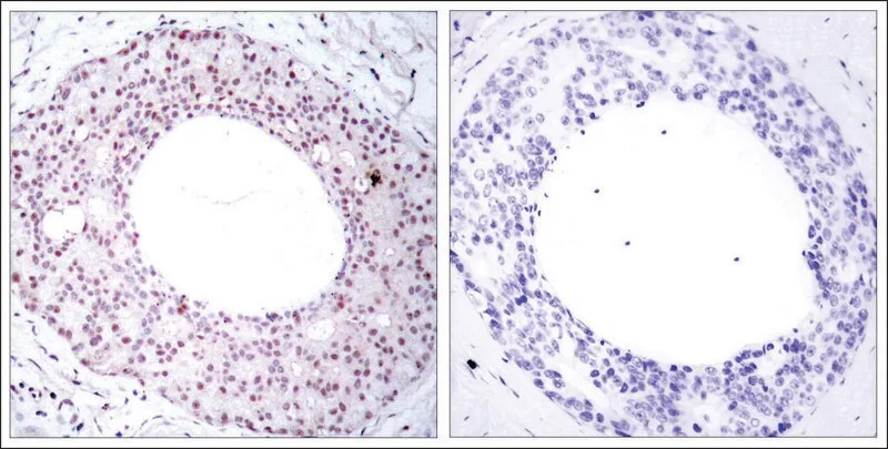 Merck Anti-phospho-RELA (p65/pThr254) antibody produced in rabbit
