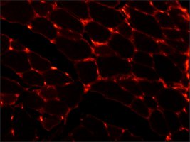 Merck MONOCLONAL ANTI-LAMININ CLONE LAM-89
