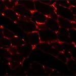 Merck MONOCLONAL ANTI-LAMININ CLONE LAM-89