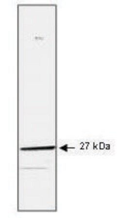 Merck Monoclonal Anti-HSP27 antibody produced in mouse
