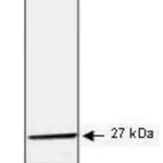 Merck Monoclonal Anti-HSP27 antibody produced in mouse