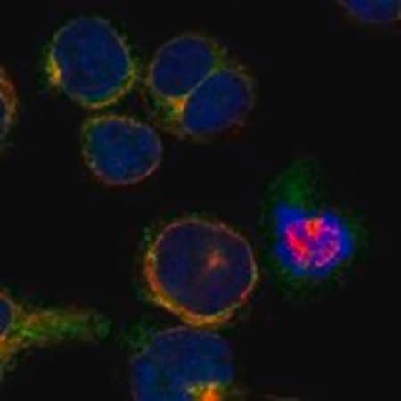 Merck Anti-TACC1 antibody produced in rabbit